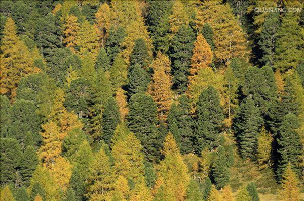  p>针叶林是以针叶树为建群种所组成的各类森林的总称.