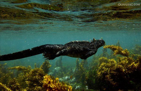  p>海鬣蜥(学名: i>amblyrhynchus cristatus /i