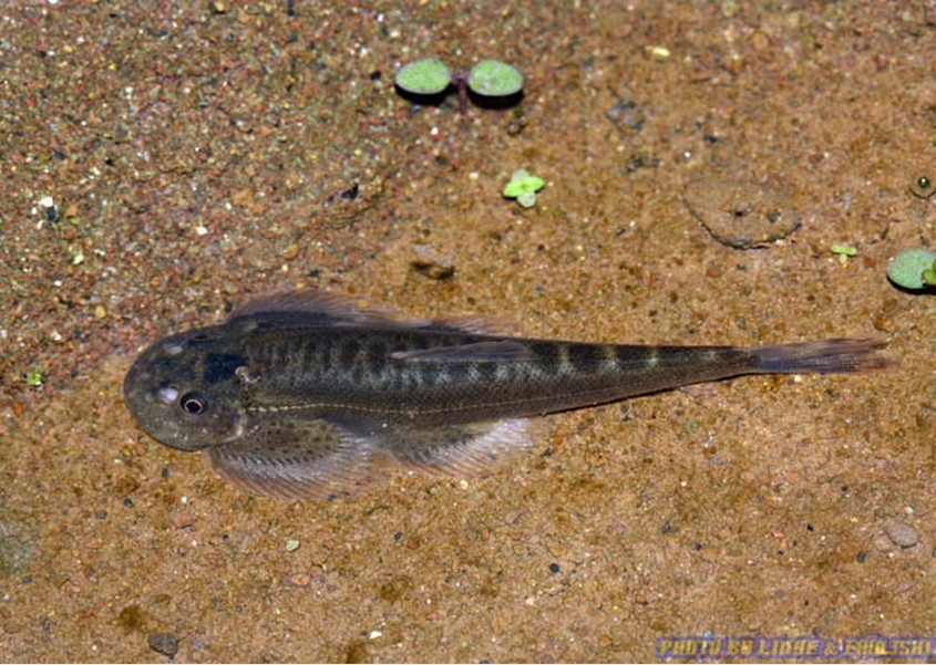  p>四川华吸鳅(学名:sinogastromyzon szechuanensis)为平鳍鳅科华
