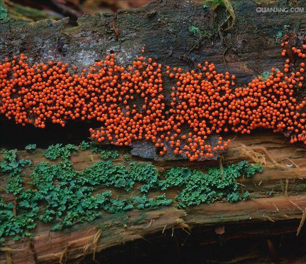  p>地衣是蓝细菌或藻类与真菌共生的复合体.