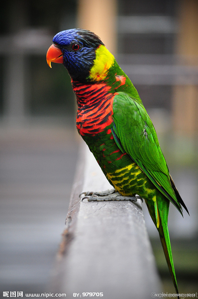  p>吸蜜鹦鹉(lory,lorikeet)隶属 a href="#" data-lemmaid="1745763"