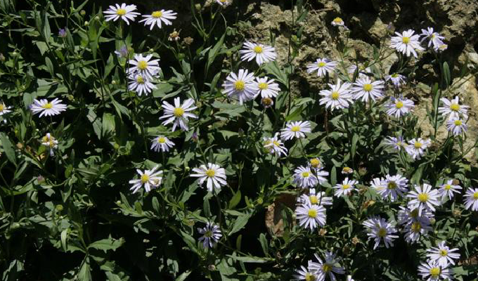  p>女菀属(学名:turczaninowia dc.