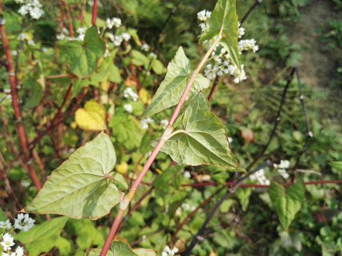  p>金荞麦(学名: i>fagopyrum dibotrys /i> (d.