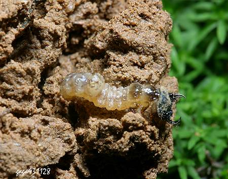  p data-id="go0bqeacyr">皮猴子,虎甲幼虫.