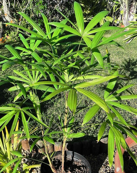  p>矮棕竹(学名: i>rhapis humilis /i>  bl.