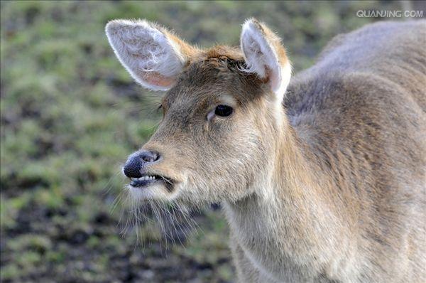  p>泽鹿(学名: i>rucervus duvaucelii /i>)