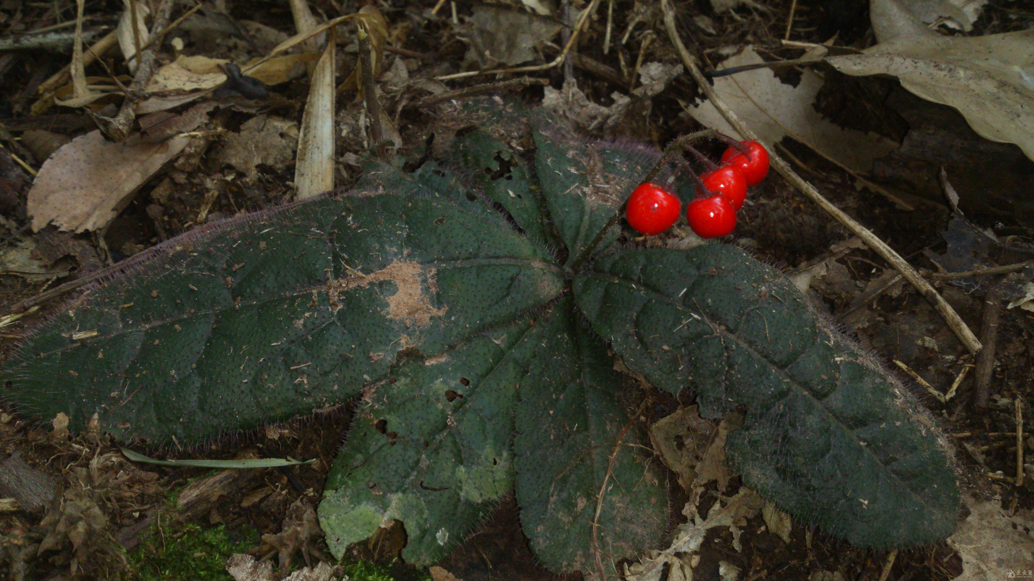  p>紫金龙属(学名:dactylicapnos wall.