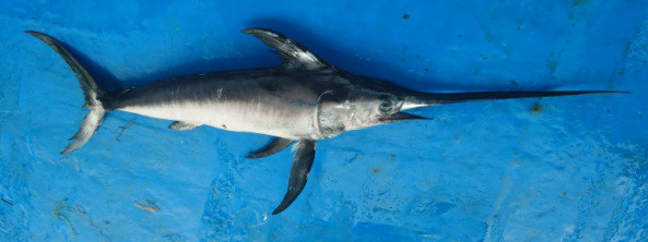  p>剑鱼(学名: i>xiphias gladius /i>),亦称"箭鱼".