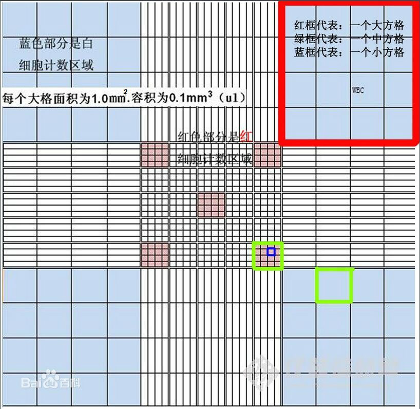 医学上常用来计数红细胞,白细胞等而得名,也常用于计算一些细菌,真菌