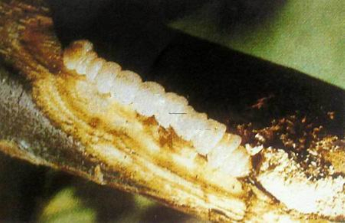 幼虫:体长15-22毫米,体扁平. /p>