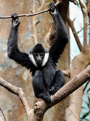  p>北白颊长臂猿(学名: i>nomascus leucogenys /i>):是灵长目,长臂猿