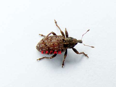 科( i>curculionidae;true weevils /i>或snout beetle)昆虫的简称
