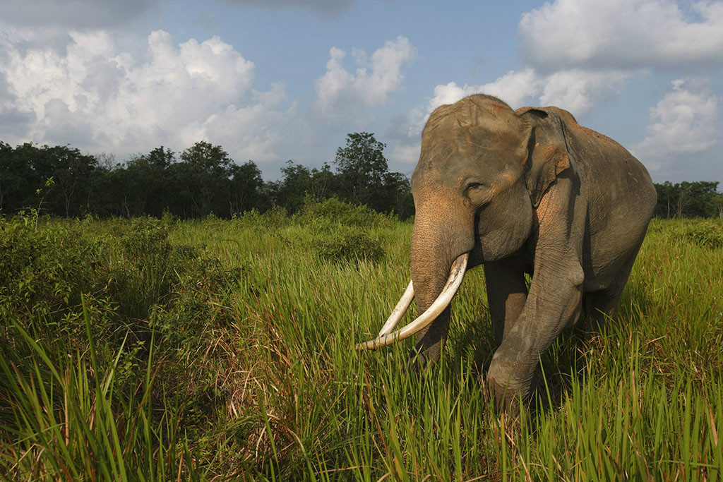  p>苏门答腊象(学名:elephas maximus sumatranus)是 a target="