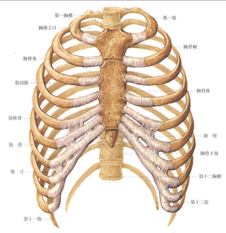 系统解剖学图谱