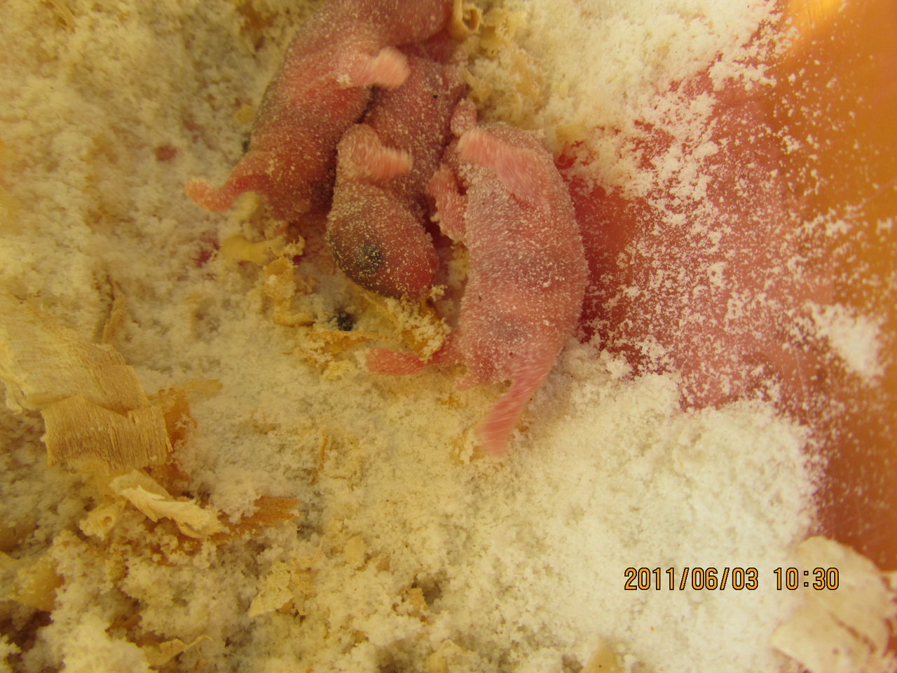  p>榛睡鼠, a href="#" data-lemmaid="8074290">学名 /a>为mus