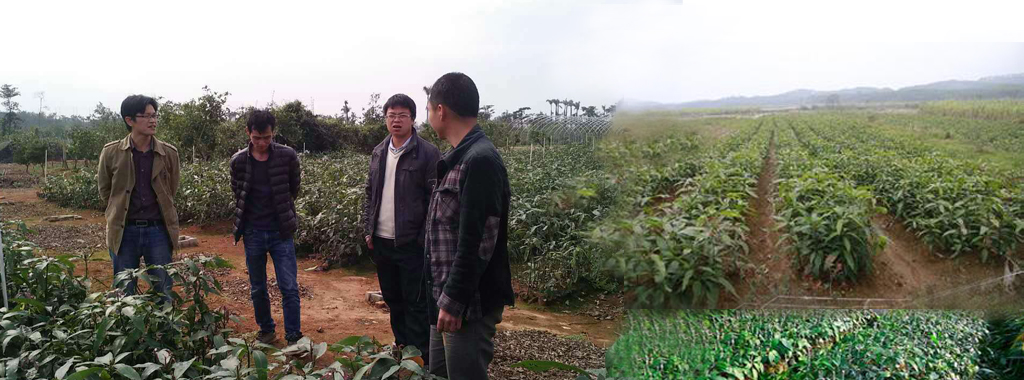 优质果苗的质量要求包括