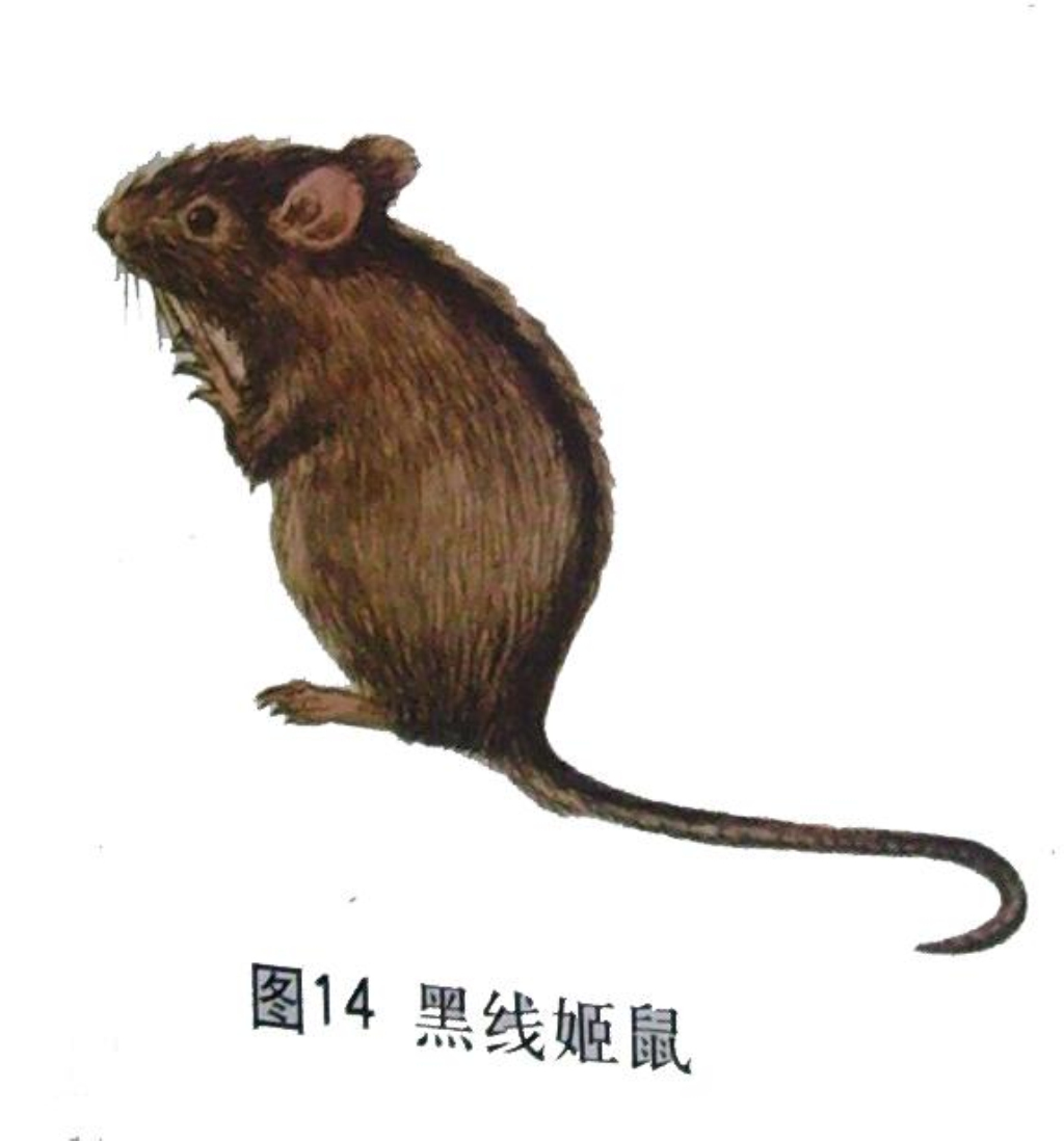  p>黑线姬鼠(学名 i>: /i> i>apodemus agrarius  /i>)也称为田姬鼠