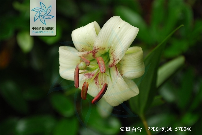 p>紫斑百合(学名: i>lilium nepalense /i>  d.