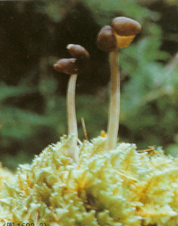  p>黑马鞍菌 i>helveua atra /i> holmsk,子囊果小,黑灰色.