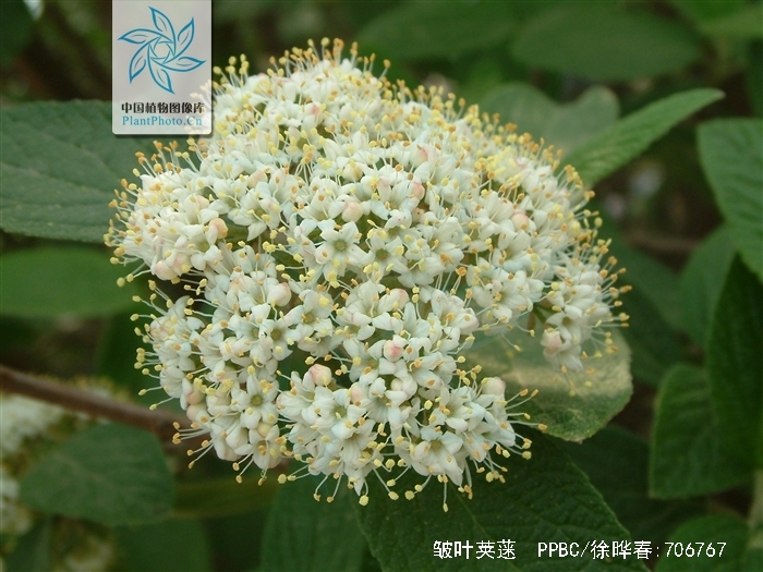viburnum rhytidophyllum hemsl.