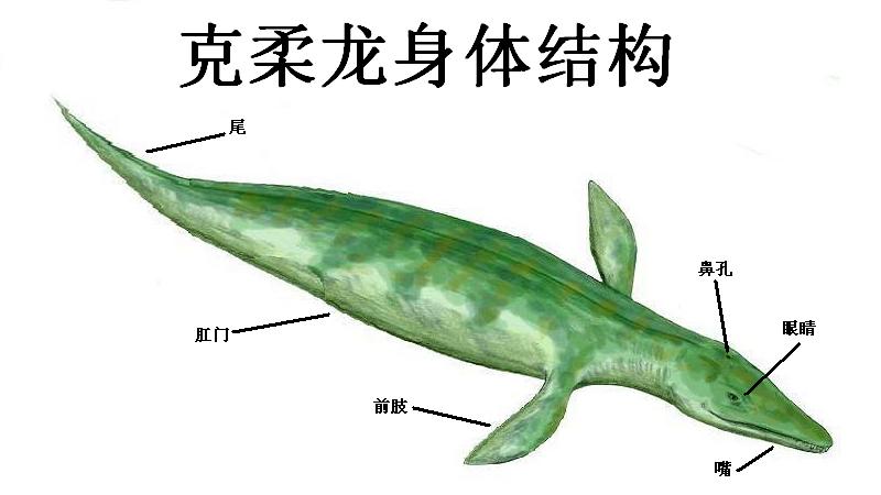  p>克柔龙(属名:kronosaurus)又名克诺龙, a href="#" data-lemmaid="