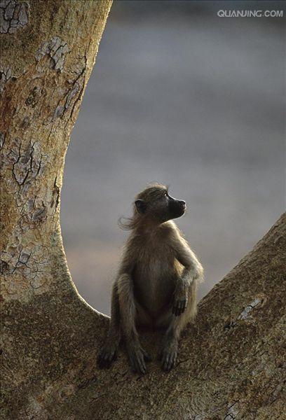  p>狒狒(学名: i>papio /i>):灵长目 a target="_blank" href="/item