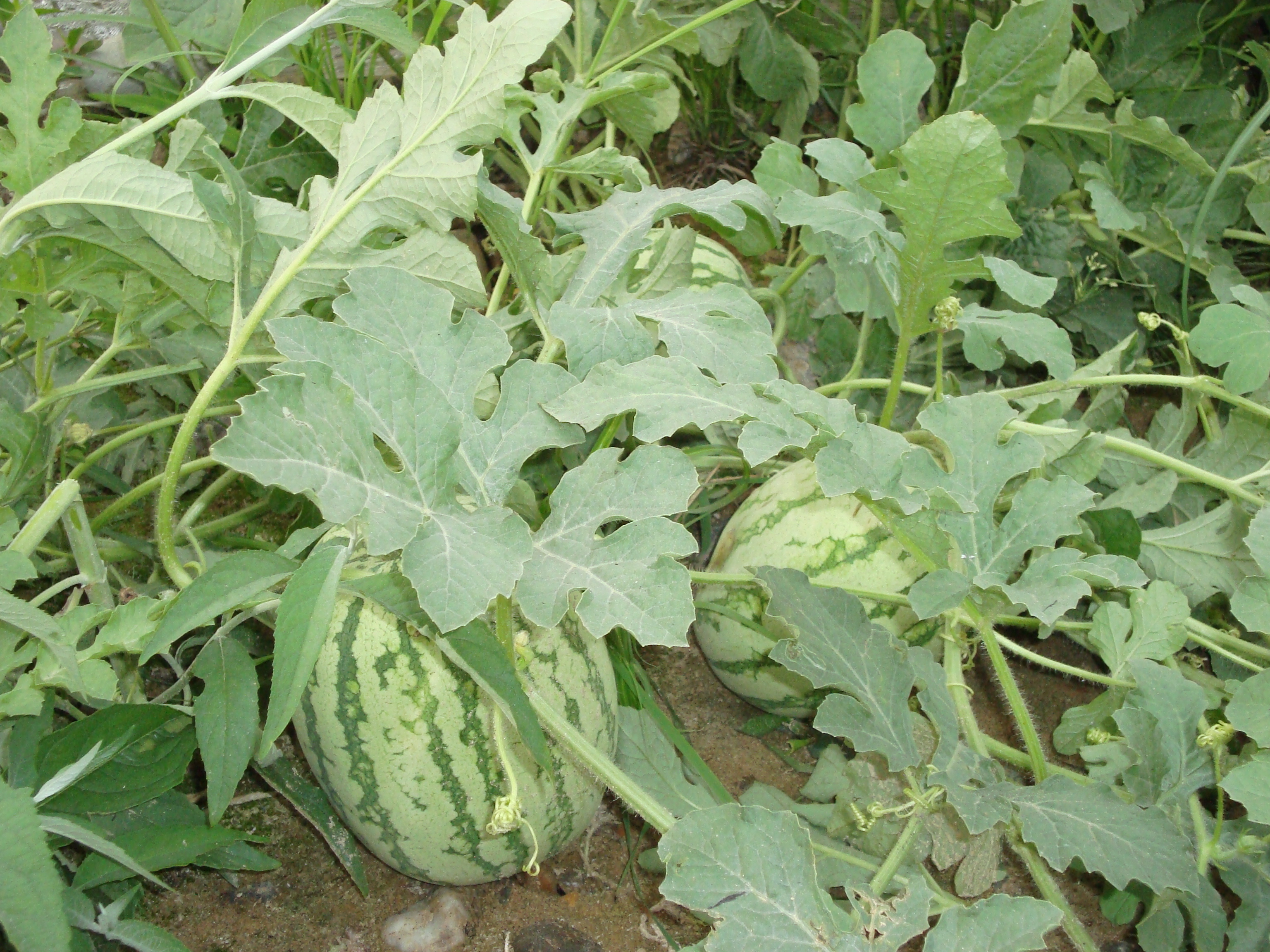  p>西瓜(学名: i>citrullus lanatus  /i>(thunb.) matsum.