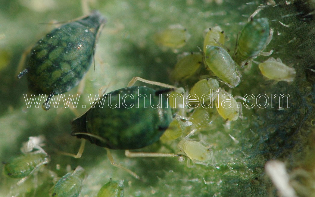  p>朝鲜球坚蜡蚧( i>didesmococcus koreanus /i>&nbsp;borch