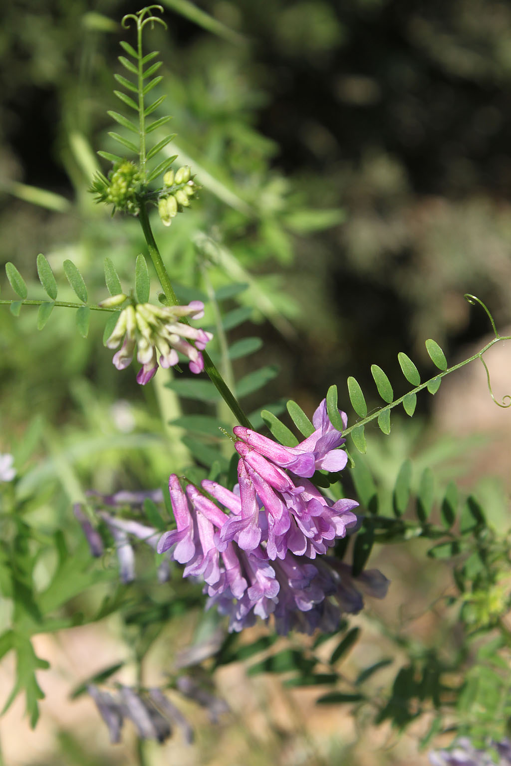  p>野豌豆属(拉丁文:vicia linn)是 a href="#">被子植物门 /a> a