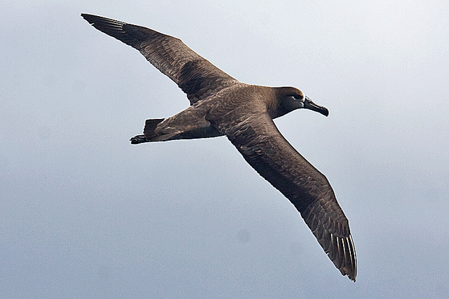  p>黑脚信天翁(学名: i>phoebastria nigripes /i>)为鹱形目 a target