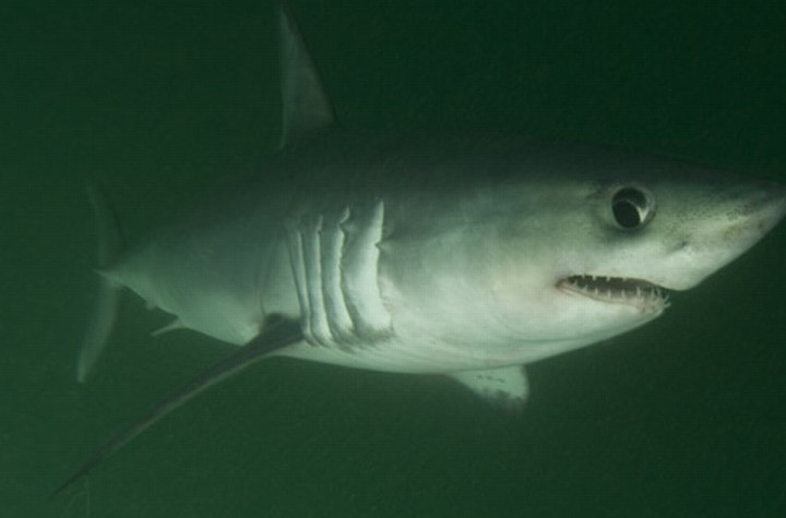  p>鼠鲨(学名: i>lamna nasus /i>)是鼠鲨科的远洋大型鲨鱼.