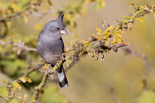  p>黑冠雀鹀属的鸟类属小型 a href="#" data-lemmaid="2173587">鸣禽