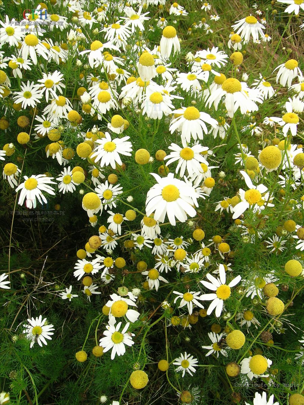  p>母菊属,matricaria,双子叶植物纲菊科的一属.