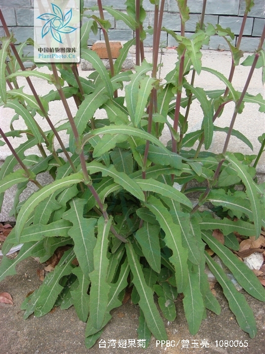  p>台湾翅果菊(学名: i>pterocypsela formosana (maxim.