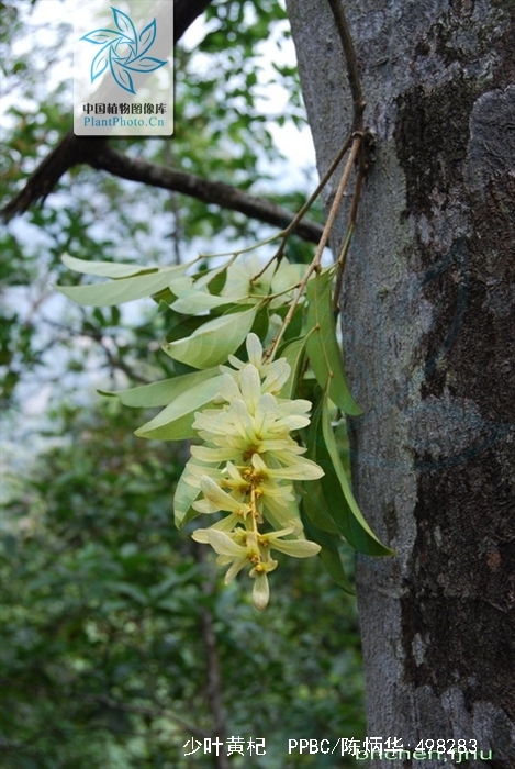  p>少叶黄杞(学名: i>engelhardtia fenzlii /i> merr.