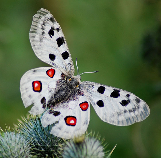 阿波罗绢蝶