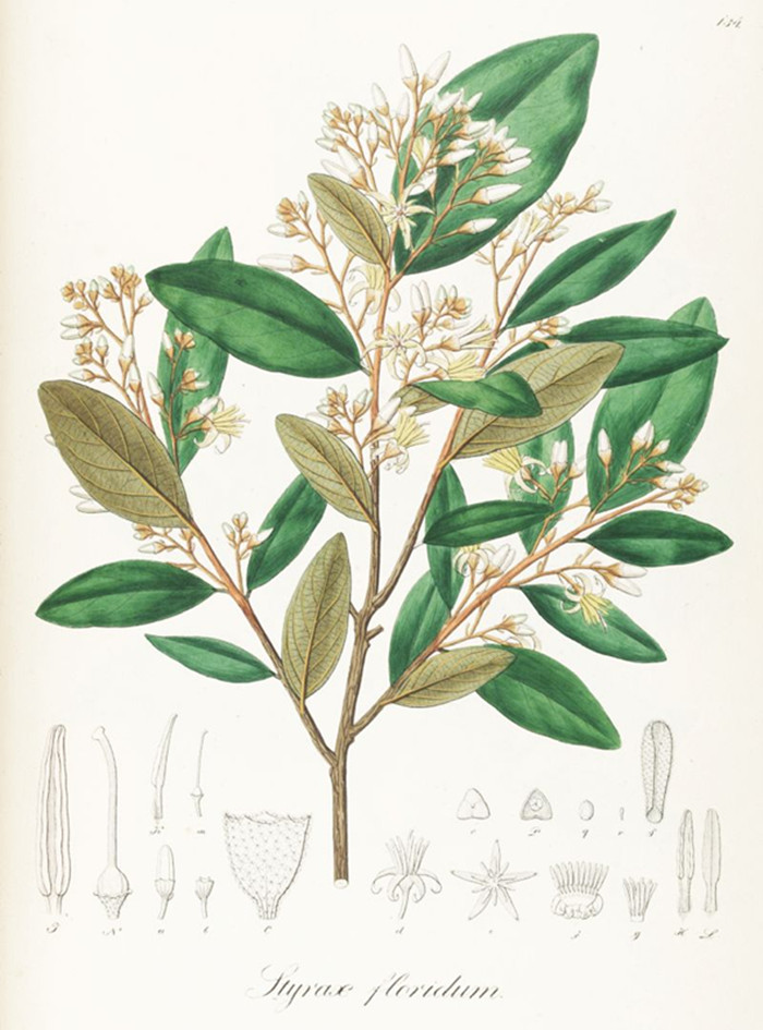  p>苏合香为 a href="#">金缕梅科 /a>植物 a href="#">苏合香树 /a>