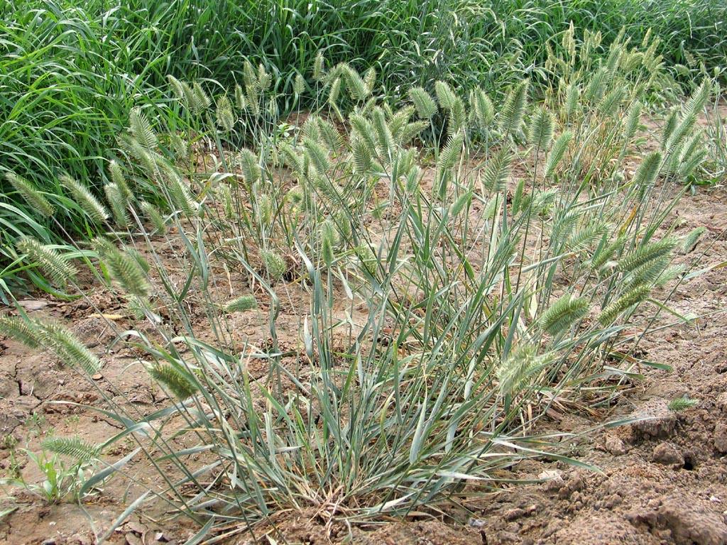 agropyron gaertn.