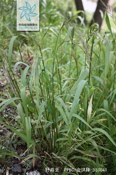  p>野燕麦(学名: i>avena fatua /i> l.