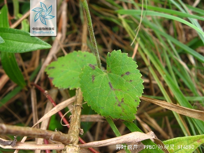  p>异叶茴芹(学名: i>pimpinella diversifolia /i> dc.