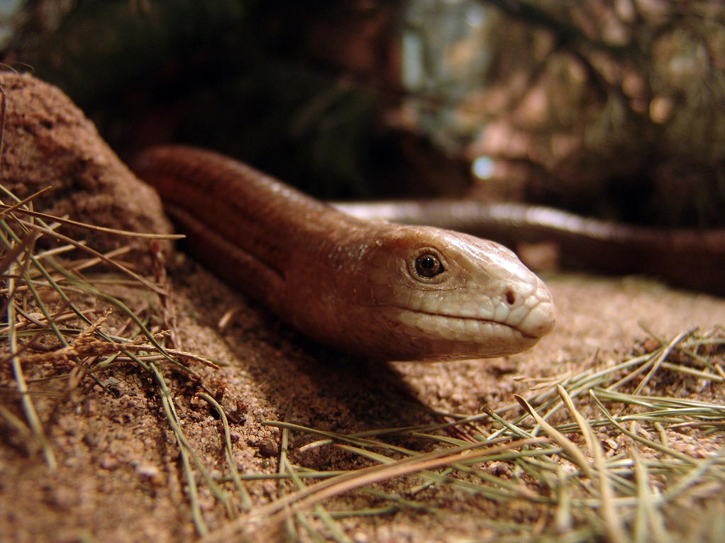  p>细脆蛇蜥是一种无四肢的蜥蜴,外观似蛇.