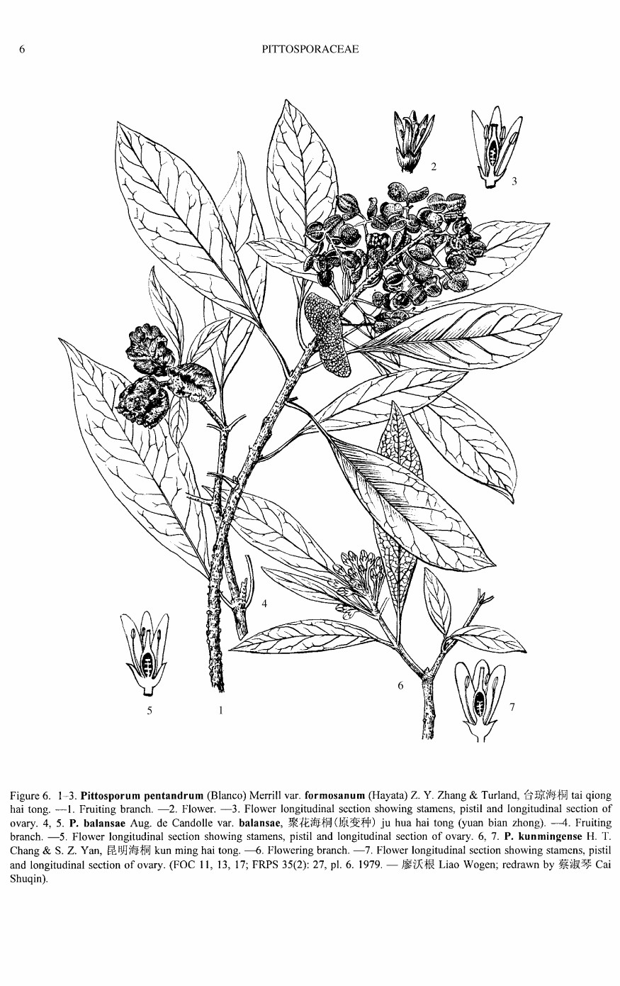  p>昆明海桐,为 a target="_blank" href="/item/海桐花属/2993688"