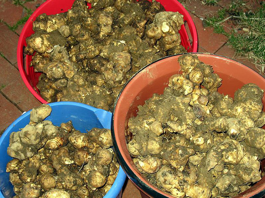  p data-id="gnwiifjqb1">姜不辣,植物名,属 a target="_blank" href=