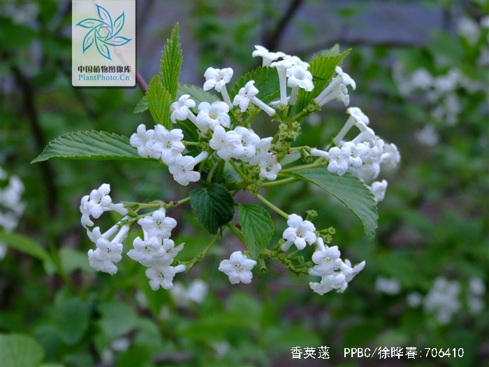  p>香荚蒾(学名: i>viburnum farreri /i> w. t.