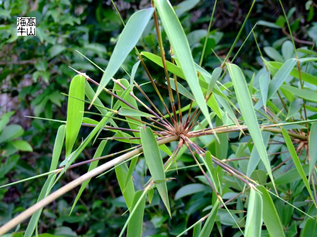  p> b>苗竹仔 /b>(学名: b> i>schizostachyum dumetorum /i> /b>)为 