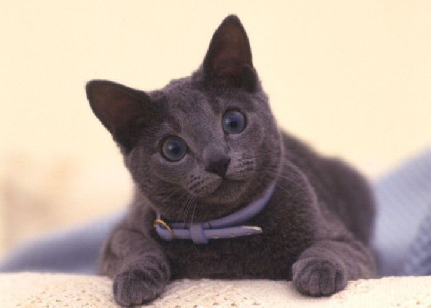 russian blue cat