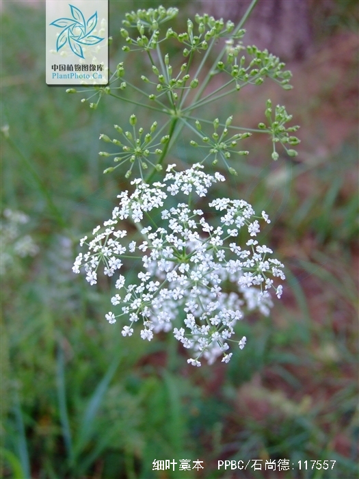 细叶藁本