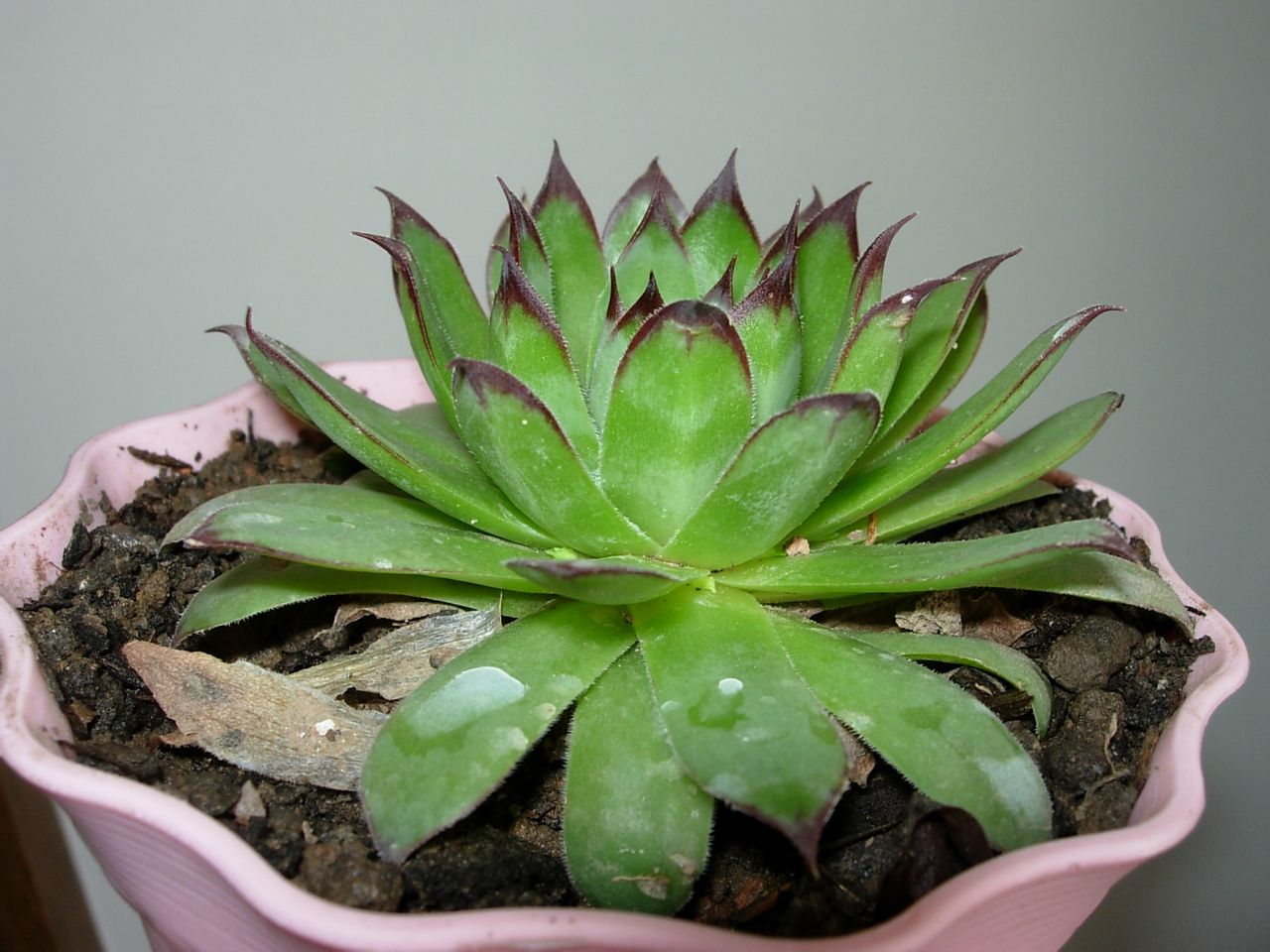 佛座莲是一种以观叶为主的小型 a target="_blank" href="/item/多肉