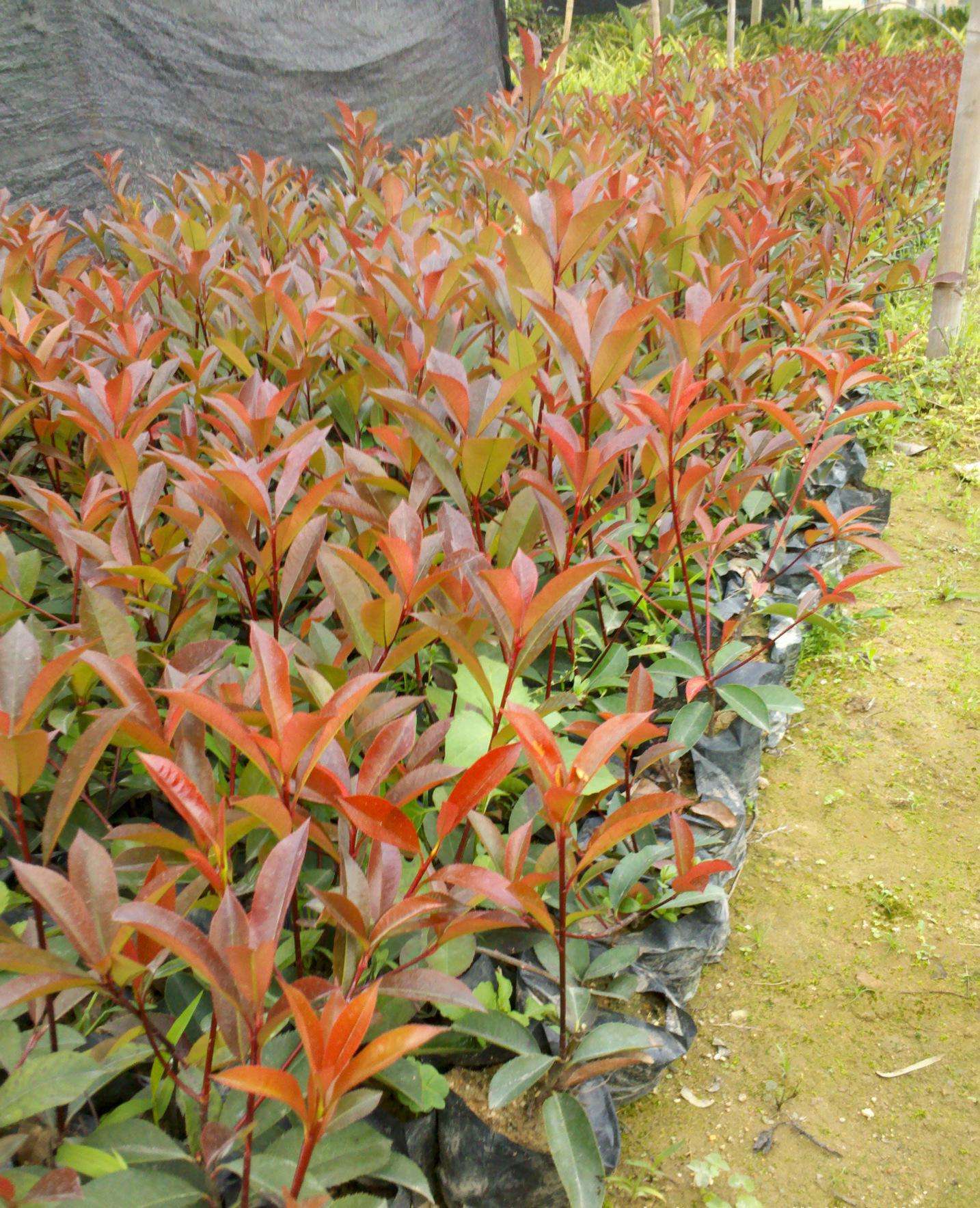  p>福建石楠(学名: i>photinia fokienensis /i> franch.