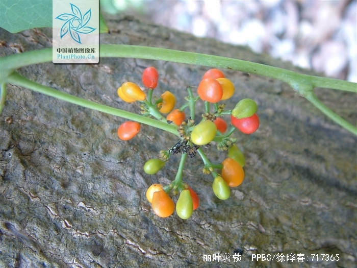  p>丽叶薯蓣(dioscorea aspersa prain et burkill),为 a target="